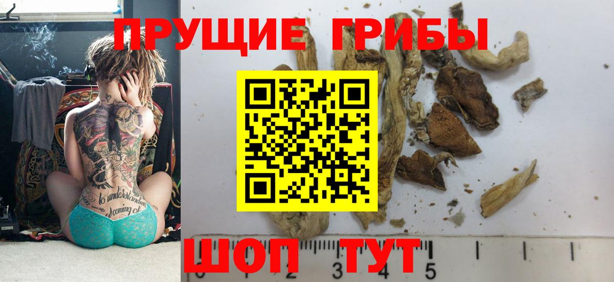 Псилоцибиновые грибы Psilocybe Новошахтинск